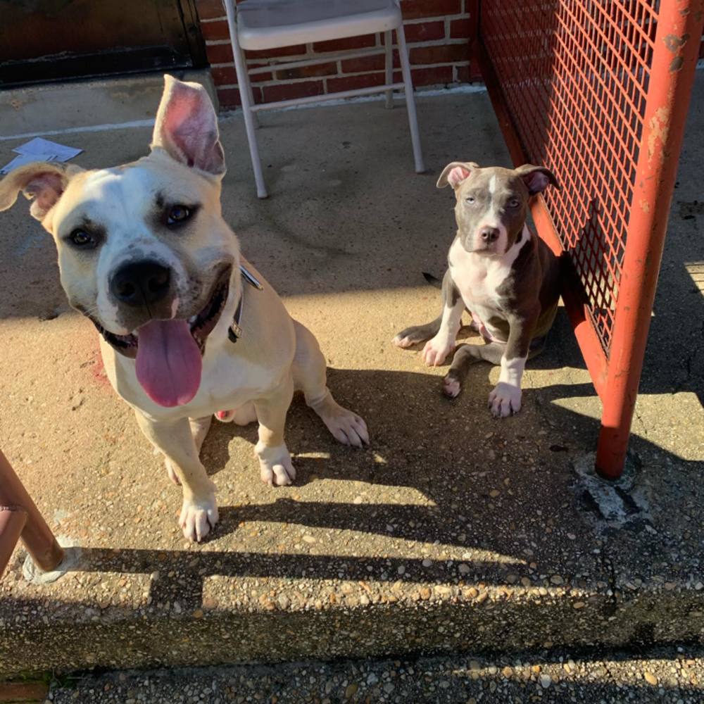 Meet your Posher, Ball